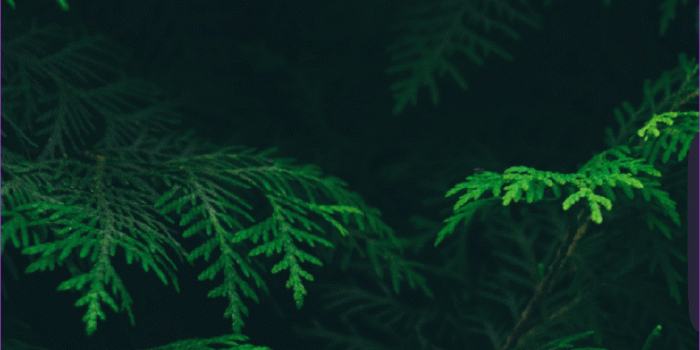 946x2048 Green Iphone 7 Plus - 946x2048 Wallpaper - Ecopetit.cat