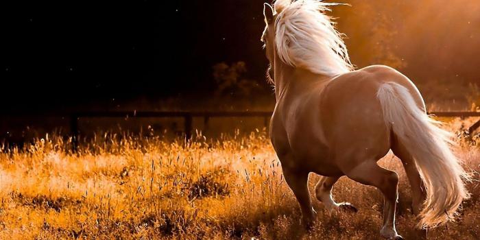 1680x1050 Wild Horses Wallpapers - Top Free Wild Horses Backgrounds