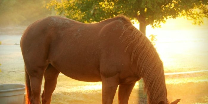 1000x1434 Horse Wallpapers: Free HD Download [500+ HQ] | Unsplash