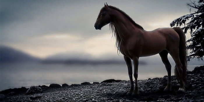 1920x1200 Horse Wallpapers HD