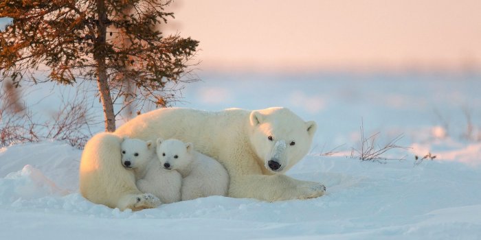 1920x1280 Polar Bear Wallpapers - Top Free Polar Bear Backgrounds