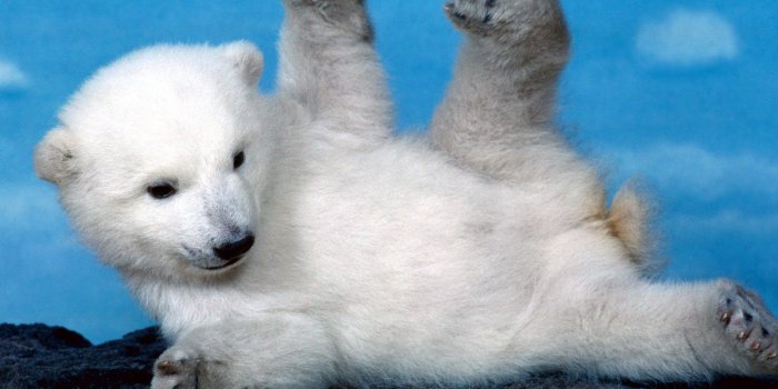 1600x1200 White Polar Bear Baby, Hd Wallpapers & backgrounds Download