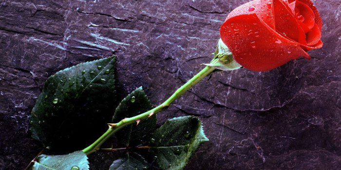 1600x1200 True Love Forever Wallpapers | Wallpapers HD