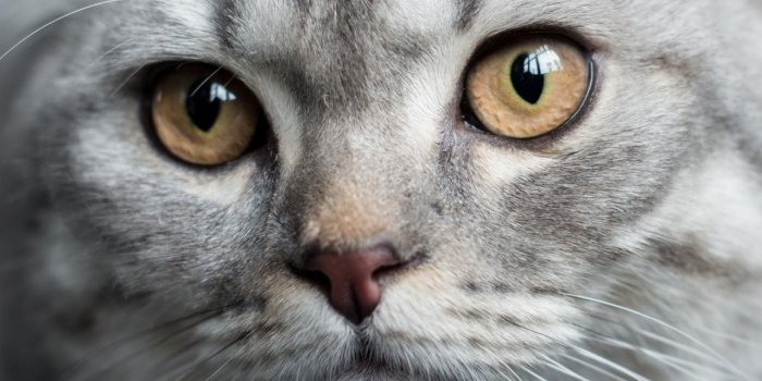 1280x2120 Download 1280x2120 wallpaper scottish fold, muzzle, cat, curious