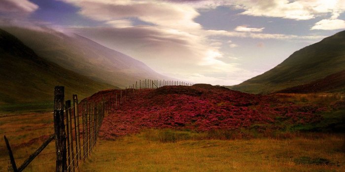 1280x1024 Free download Scottish Heather Scotland picture Scottish Heather