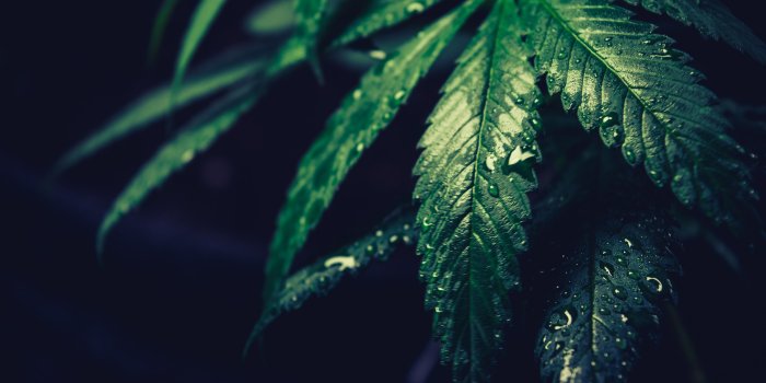 3872x2581 900+ Weed Background Images: Download HD Backgrounds on Unsplash