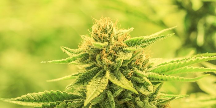 3456x5184 900+ Weed Background Images: Download HD Backgrounds on Unsplash