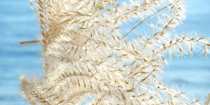 910x1213 HD wallpaper: japanese silver grass, autumn, natural, sea, plant