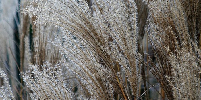 910x1363 HD wallpaper: reed, sedge, part, the danube, swamps, weed