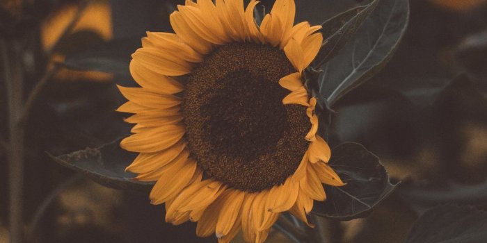 1125x2436 Iphone X Wallpaper Pinterest Hd