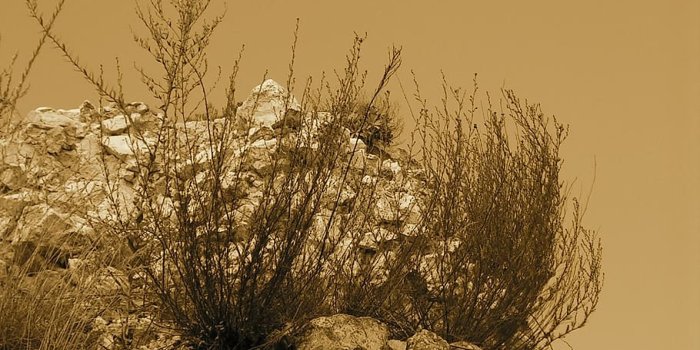 910x1213 HD wallpaper: castle, wall, weed, plants, ruins, sky, nature, no