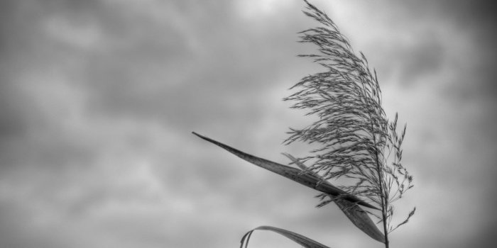 1280x720 Weed In The Wind 2-12-2013 Wallpaper | Kicking Designs