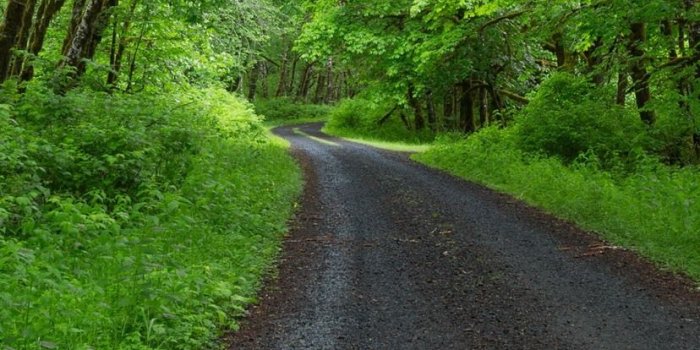 828x1792 Wallpaper Spring, trees, green, road 5120x2880 UHD 5K Picture, Image