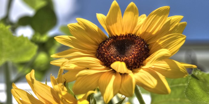 2880x1800 Sun Flower 2-9-2013 Wallpaper | Kicking Designs