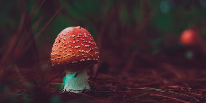 3840x2160 Mushroom Wallpaper (#2565541) - HD Wallpaper & Backgrounds Download