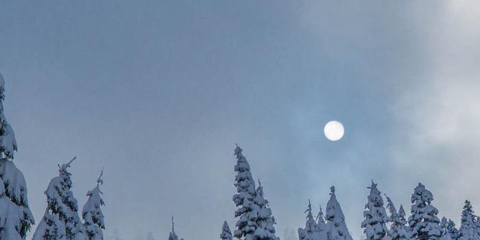 1242x2688 Fir forest, trees, snow, winter, moon 1242x2688 iPhone 11 Pro/XS