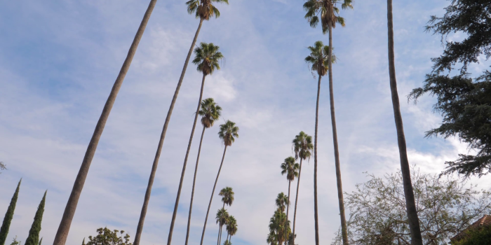 1920x1080 Panorama Shot From The Bottom Up Tall California Palm - Palm Trees