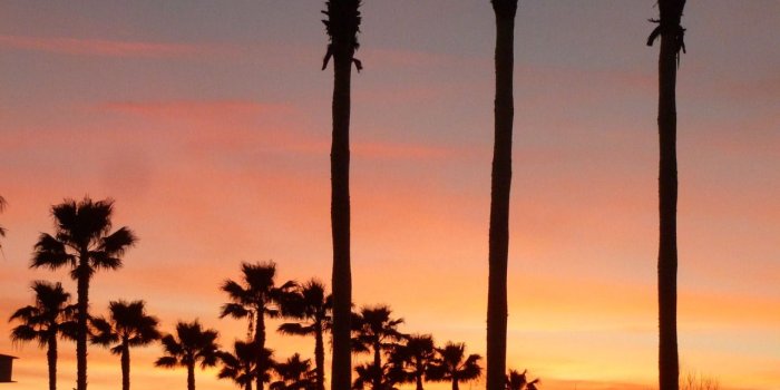 1280x1707 Download Wallpaper - California Sunset Palm Trees, Download
