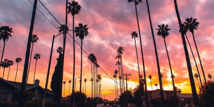 1080x1350 La, California Palm Trees Tumblr, Cute Iphone Wallpaper - Iphone