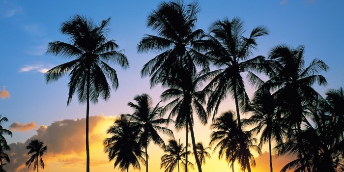 1600x1200 California Palm Trees Wallpapers - Top Free California Palm Trees