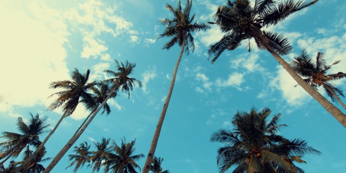 1280x853 California Palm Trees Wallpaper for Free HD Download