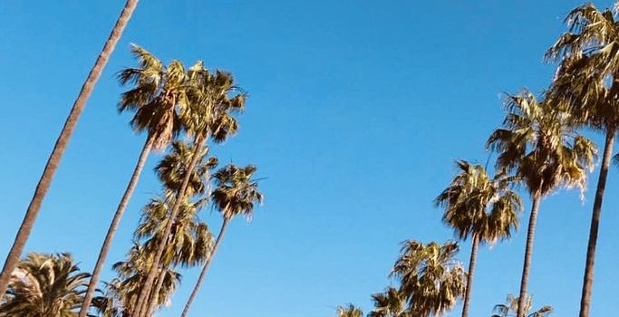 683x1280 palm trees, los angeles, los angeles wallpaper and palm trees