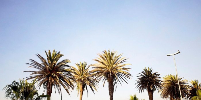 1280x853 Palm Trees Tumblr Vintage Summer California Tumblr - Palm Tree