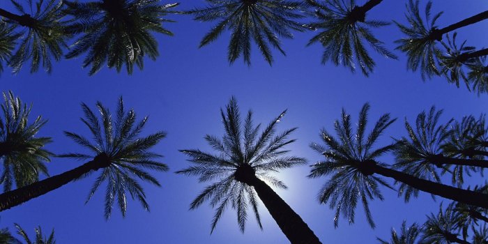 1600x1200 37 california palm trees wallpaperdate palm trees california