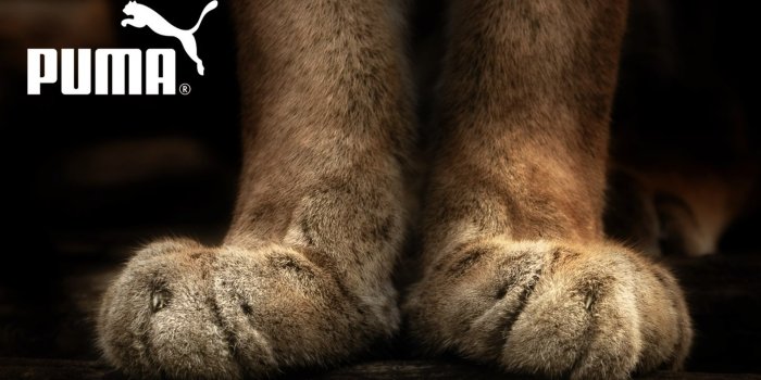 1920x1080 Puma, Brand, Firm, Sports, Foot HD Wallpapers | HD Wallpapers