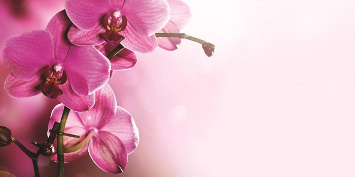 1500x916 Soft Pink Orchid Flowers Wallpaper Mural - - Amazon.com