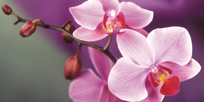 2000x1516 habrumalas: Pink Orchid Wallpaper Images