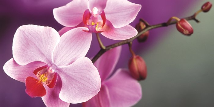 5120x3200 Free download Macro wallpaper Beautiful pink Orchid flower