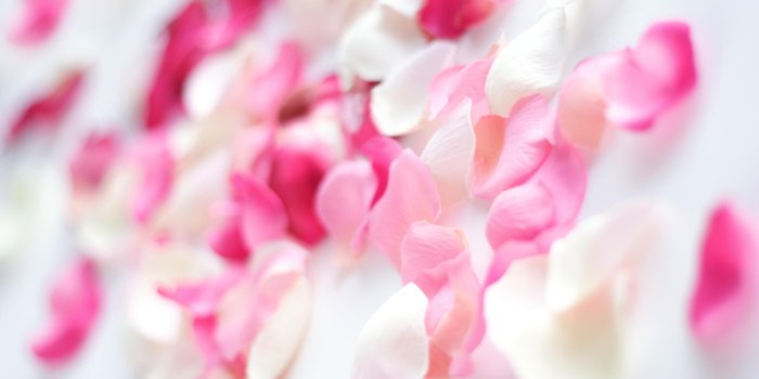2560x1600 Pink Orchid Flowers, pink, flowers, orchid, HD wallpaper