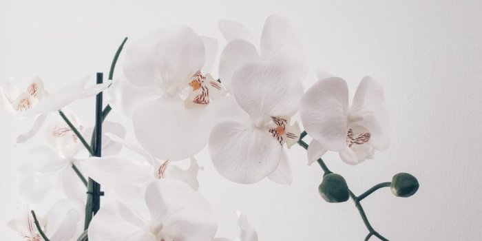 1000x1434 500+ Orchid Pictures | Download Free Images & Stock Photos on Unsplash