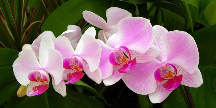 1920x1200 Free download Pink orchids [2] wallpaper Flower wallpapers 40217