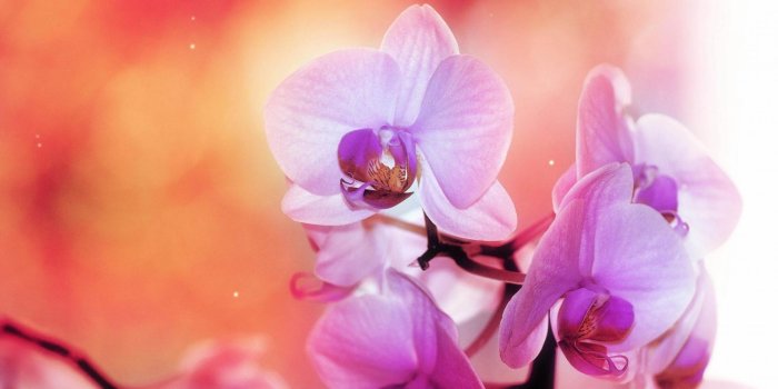 1920x1199 Pink and White Orchid Flowers | HD Flowers Wallpapers for Mobile