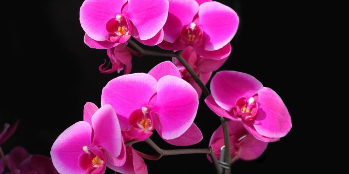 2560x1600 Pink Orchids 2560x1600 Flower Wallpaper 0854 : Wallpapers13.com