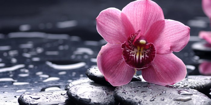 5120x2880 Wallpaper Orchid, 5k, 4k wallpaper, 8k, HD, flowers, drops, pink