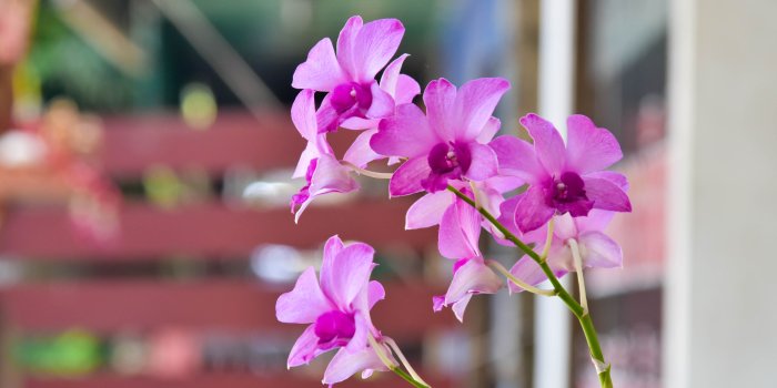 6000x4000 4k Pink Orchid - 4k Flowers, Hd Wallpapers & backgrounds Download