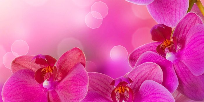 2560x1600 Best 56+ Orchid Background on HipWallpaper | Orchid Flowers