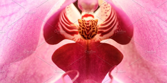 1820x2396 Closeup of bloom pink orchid flower | High-Quality Nature Stock