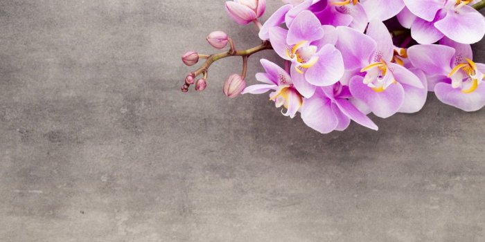 1332x850 Wallpaper Orchid, pink, flowers, orchid images for desktop