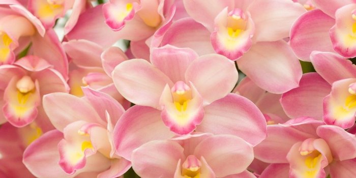 1280x853 Orchid Garden Wallpapers - Top Free Orchid Garden Backgrounds