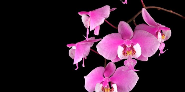 1280x1024 Pink Orchid Flower Wallpaper Widescreen - Black Background With
