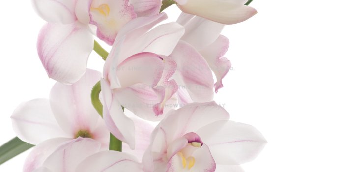 2560x1600 pink orchid flower simple background nature