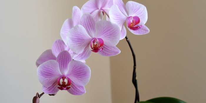 1920x1080 Pink Moth Orchid Flowers Wallpaper - Wallpaper Stream