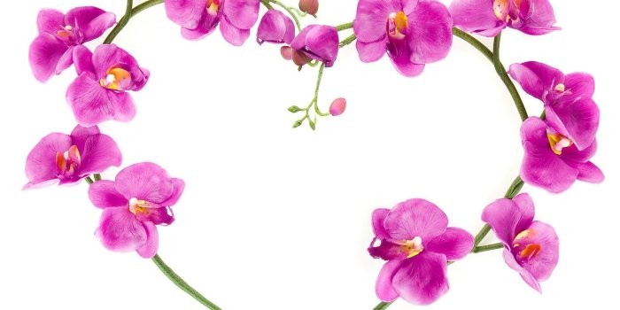 1600x1359 Love Pink Orchid Flower Romantic Wallpaper (24 #3687 Hd Wallpapers