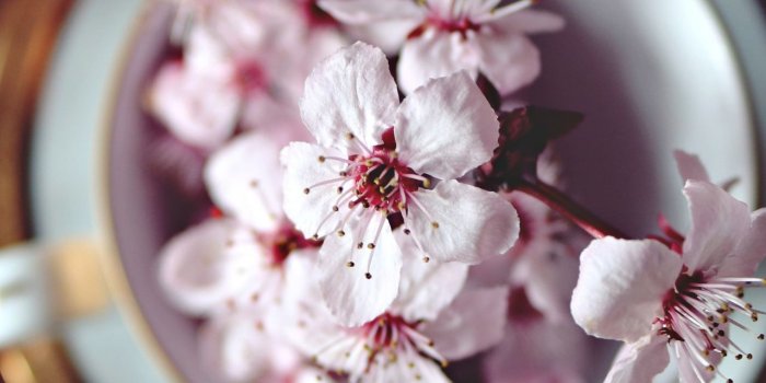 1280x2120 Download 1280x2120 wallpaper pink orchid, flowers, bloom, iphone 6