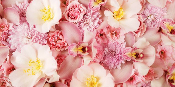 2560x1600 Orchid Wallpapers