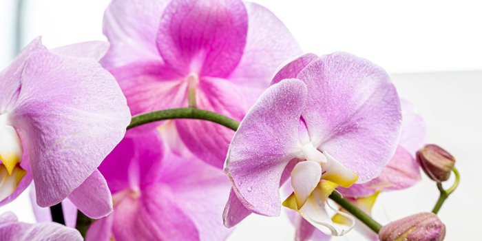 1280x853 Images Orchid Pink color flower Closeup White background